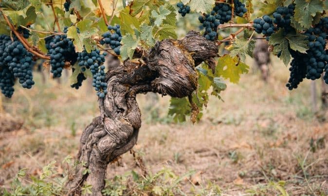 Un vieux pied de vigne chargé de grappes